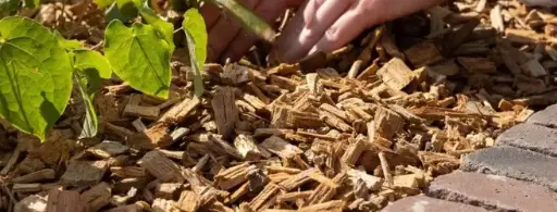 Productopleidingstraject 3: Bodembedekkers